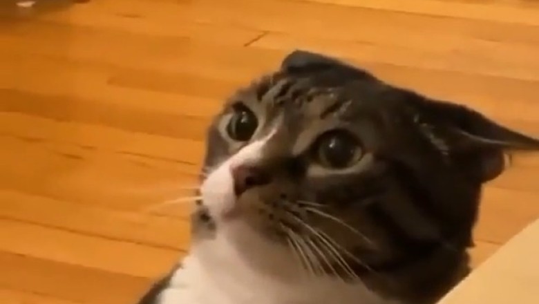 Epic Cat Fight Showdown: Hilarious Feline Face-Off!
