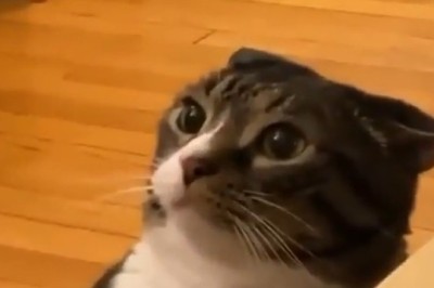 Epic Cat Fight Showdown: Hilarious Feline Face-Off!