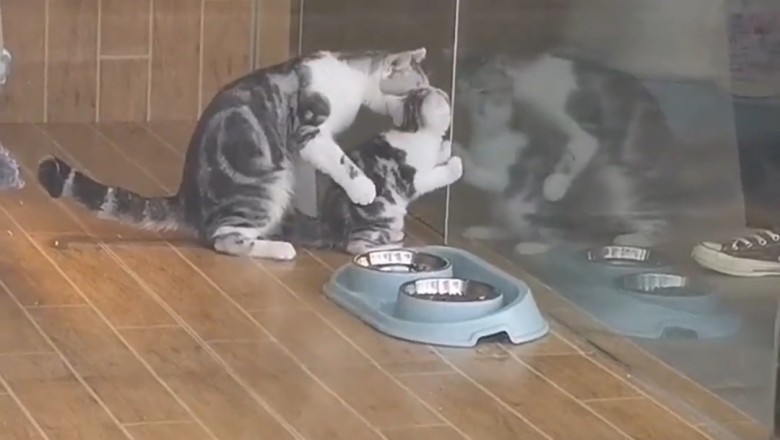 Heartwarming Moments: Cat and Her Adorable Kittens