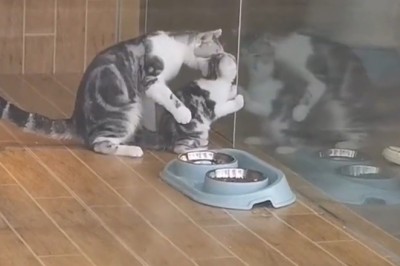 Heartwarming Moments: Cat and Her Adorable Kittens