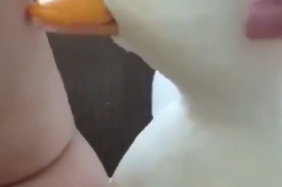 Meet the Cutest Little Goose: Adorable Antics You Can't Miss!