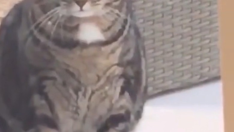 Surprising Friendship: Cat and Bird’s Unlikely Bond! 🐱🕊️