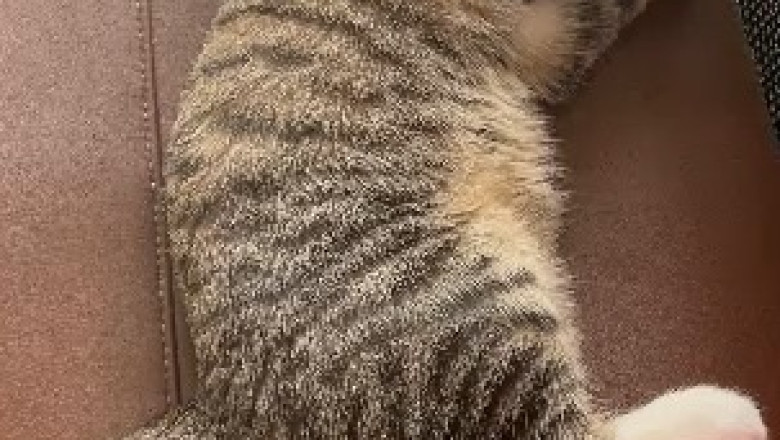 Cats Caught Sleeping: Adorable Feline Snoozefests That Will Melt Your Heart!