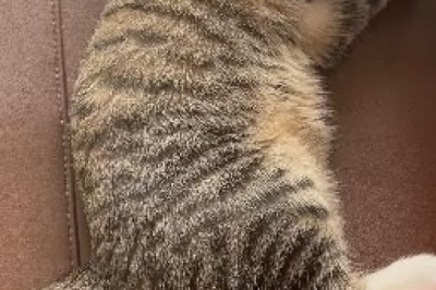 Cats Caught Sleeping: Adorable Feline Snoozefests That Will Melt Your Heart!