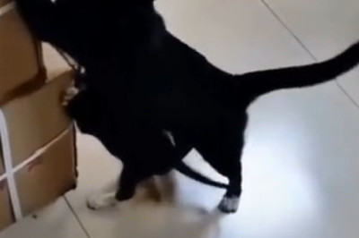 Cats vs. Cartoon Madness: Feline Antics You Can't Miss!