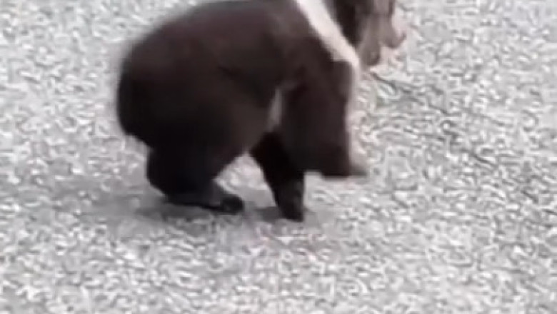 From Lost to Loved: Family Adopts a Bear Cub!