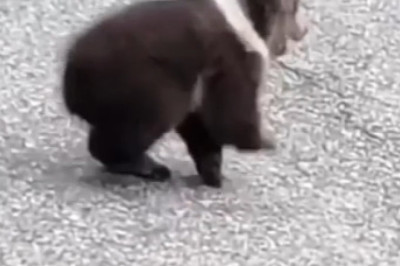 From Lost to Loved: Family Adopts a Bear Cub!