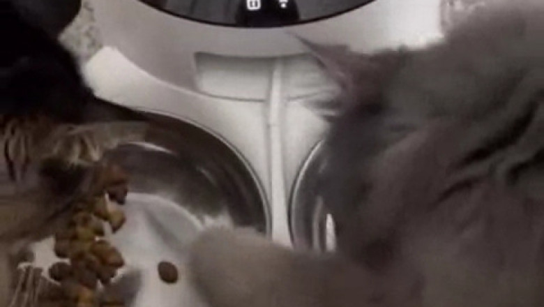 Two Cats, One Bowl: Hilarious Food Showdown!