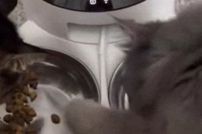 Two Cats, One Bowl: Hilarious Food Showdown!