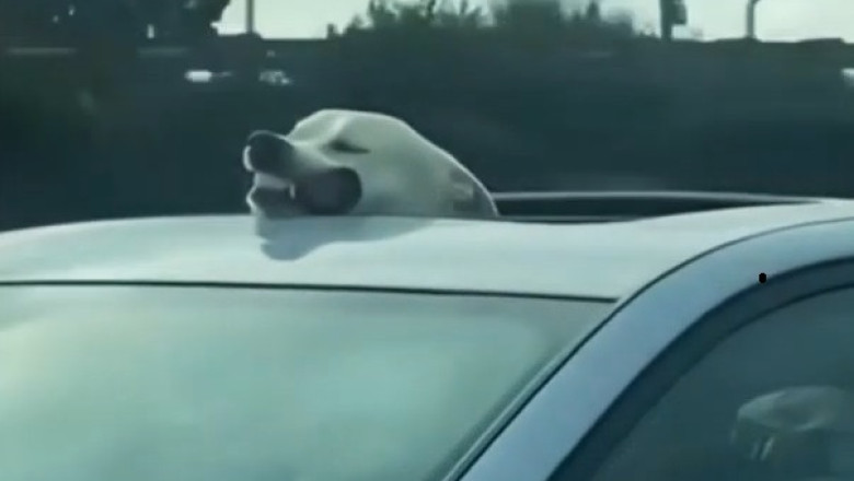 Ultimate Funny Pets Compilation: Hilarious Moments That Will Make You Laugh Out Loud!