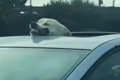 Ultimate Funny Pets Compilation: Hilarious Moments That Will Make You Laugh Out Loud!