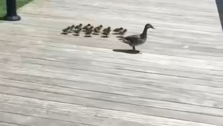 Warning: This Video Will Test Your Nerves!