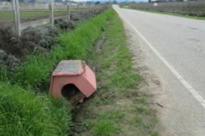 From Abandonment to Love: The Heartwarming Journey of Pebbles the Rescued Dog