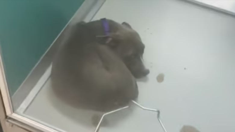 From Euthanasia to Euphoria: How One Woman's Compassion Saved a Puppy Named Courage