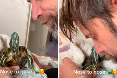 Meet Mr. Mostly Mittens: The Turtle Who Thinks He’s a Dog!