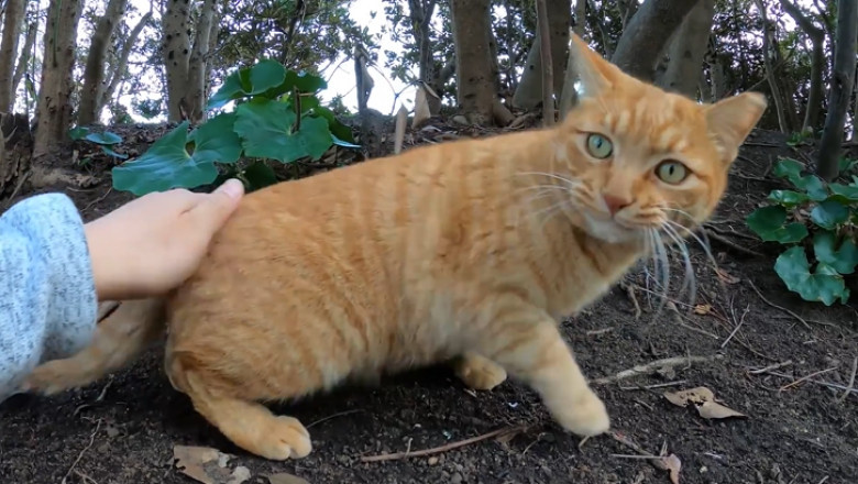 Cats Gone Wild: The Secret Lives of Feline Explorers in the Forest!