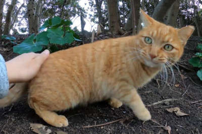 Cats Gone Wild: The Secret Lives of Feline Explorers in the Forest!