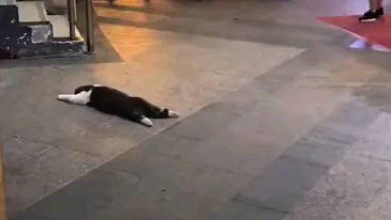 Curious Cat Takes Over the Street: A Feline's Lazy Adventure!