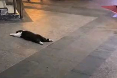Curious Cat Takes Over the Street: A Feline's Lazy Adventure!
