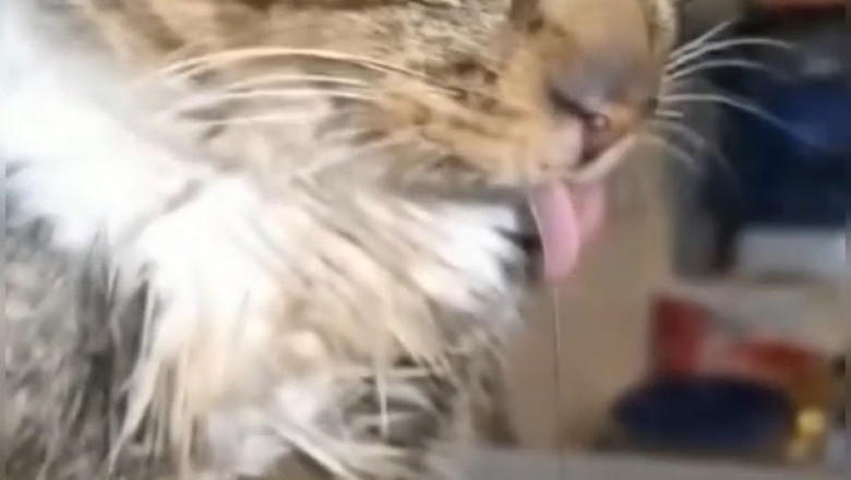 Hilarious Cats Compilation: Cuteness Overload and Epic Fails!