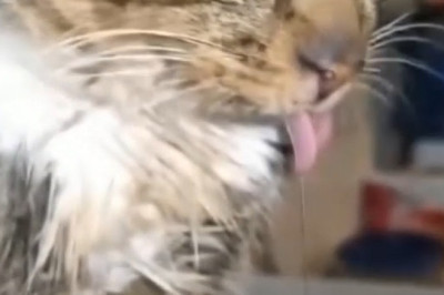 Hilarious Cats Compilation: Cuteness Overload and Epic Fails!