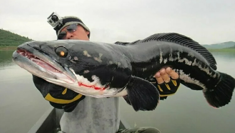 Meet the Amur River's Wildest Fish: Aggression &amp; Adaptation Unleashed!