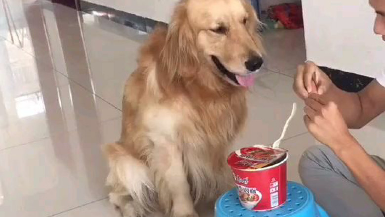 The Cutest Mealtime Moments: Dog's Adorable Reaction When Fed by Owner!