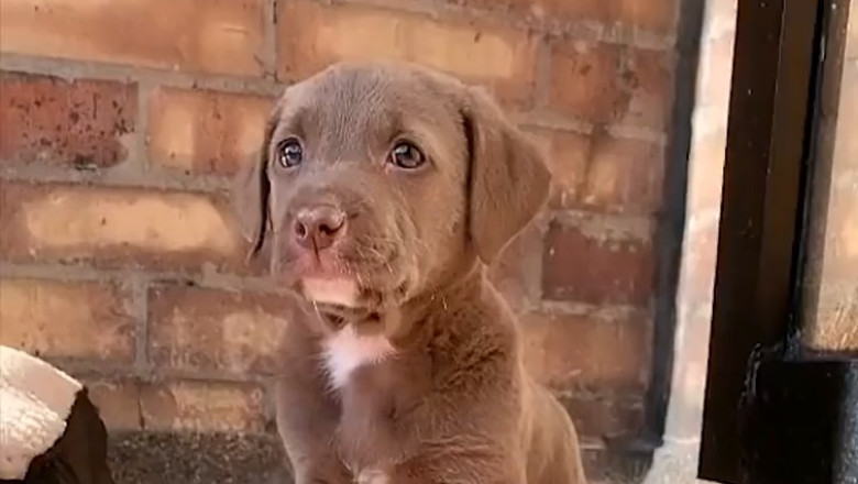 Tiny Dog, Huge Personality: Unbelievable Adventures!