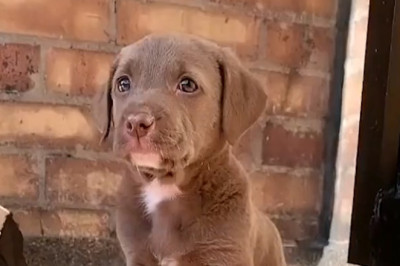 Tiny Dog, Huge Personality: Unbelievable Adventures!