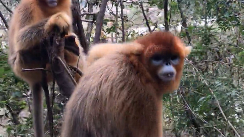 Wild Monkey Mischief: A Day in the Forest with Our Primate Friends!