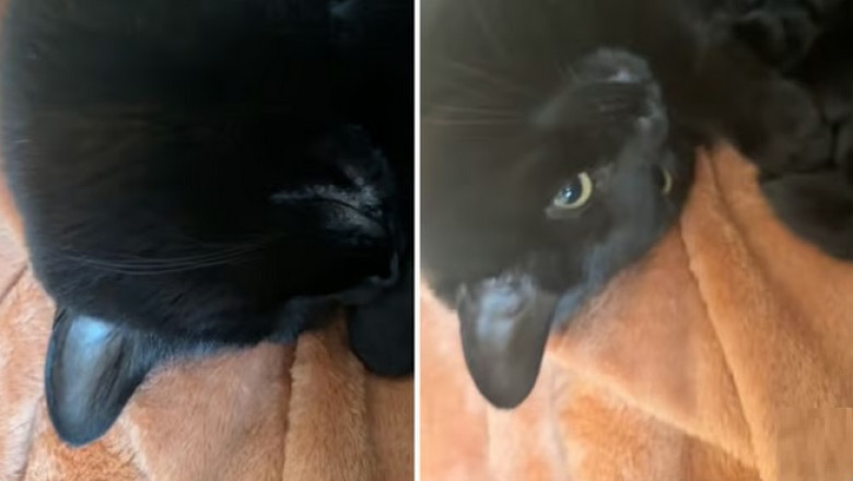 A Cat's Hilarious Dream Disturbance Sparks Over 4 Million Views!