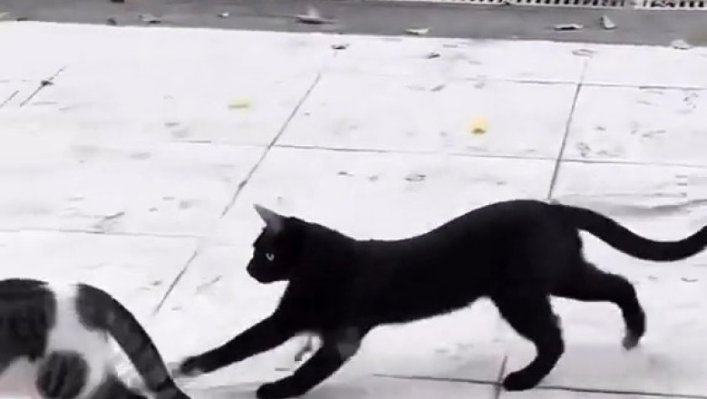 Cat vs. Cat: The Epic Feline Face-off!