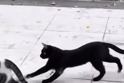 Cat vs. Cat: The Epic Feline Face-off!