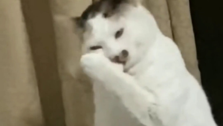 Cats Just Want to Have Fun: Hilarious Feline Fails Compilation!