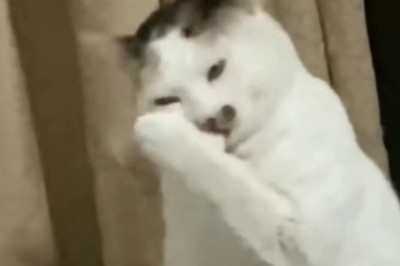 Cats Just Want to Have Fun: Hilarious Feline Fails Compilation!