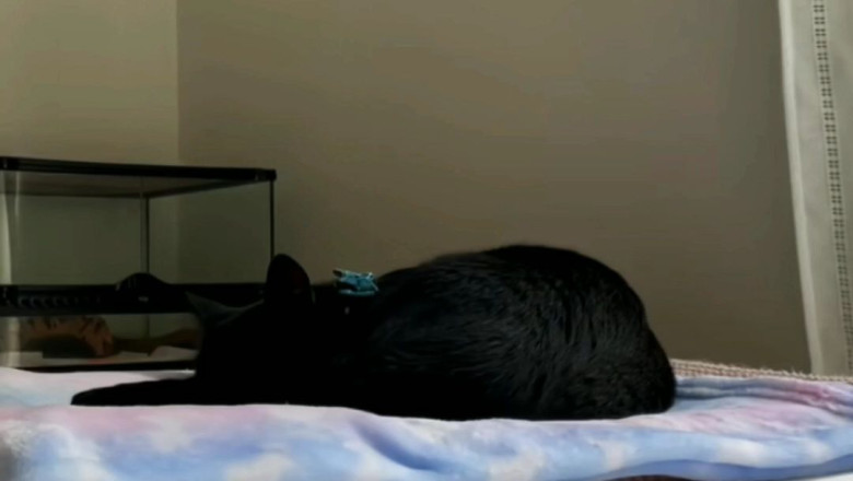 HILARIOUS Cat Fails Compilation: The Ultimate Feline Fumble Fest! πΎπ