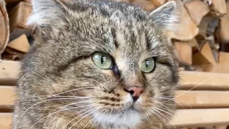 Hilarious Cats Caught in the Act: The Ultimate Funny Cat Fails!