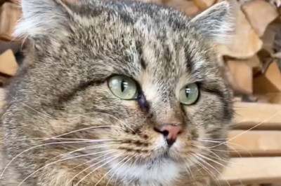 Hilarious Cats Caught in the Act: The Ultimate Funny Cat Fails!