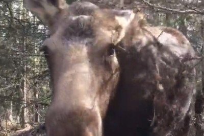 Majestic Moose Meetup: Nature's Gentle Giants Gather!