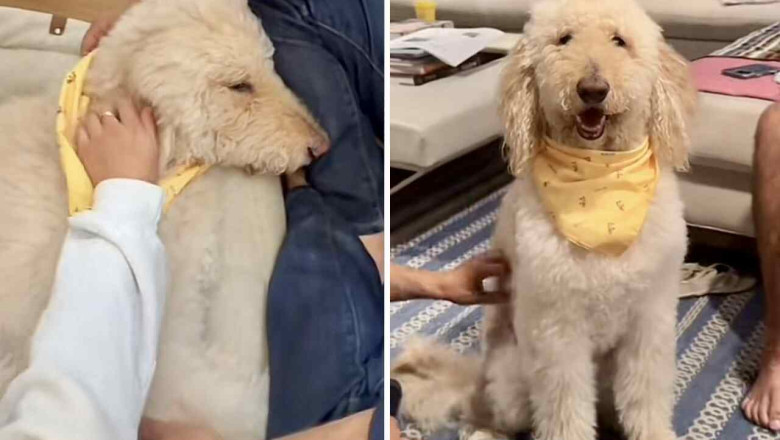 Miracle Recovery: Dog Defies Death and Shocks Family with His Resilience