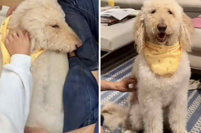 Miracle Recovery: Dog Defies Death and Shocks Family with His Resilience