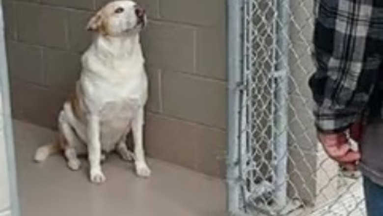 Roscoe's Journey: A Heartfelt Reunion of Love