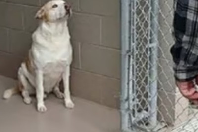 Roscoe's Journey: A Heartfelt Reunion of Love