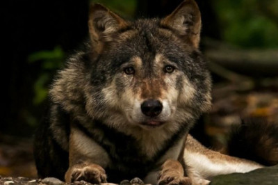 The Elder Wolves: Guardians of Wisdom in the Wild