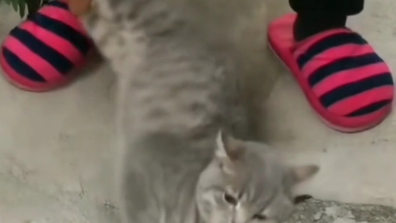 Ultimate Pet Fails Compilation: You Won't Stop Laughing!