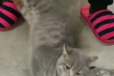 Ultimate Pet Fails Compilation: You Won't Stop Laughing!