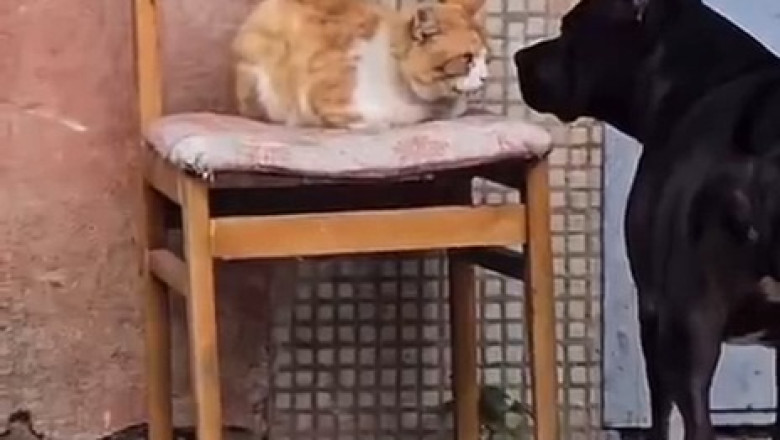 When Dogs and Cats Lock Eyes: The Ultimate Showdown!