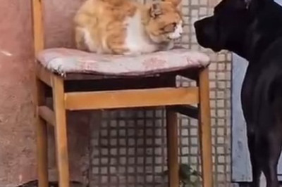 When Dogs and Cats Lock Eyes: The Ultimate Showdown!