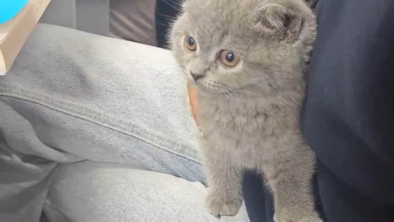 Cats Take Over School: The Feline Classroom Invasion!