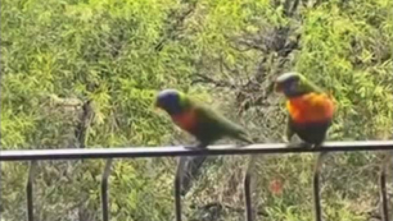 Feathered Fury: Hilarious Showdown Between Two Quarreling Parrots!